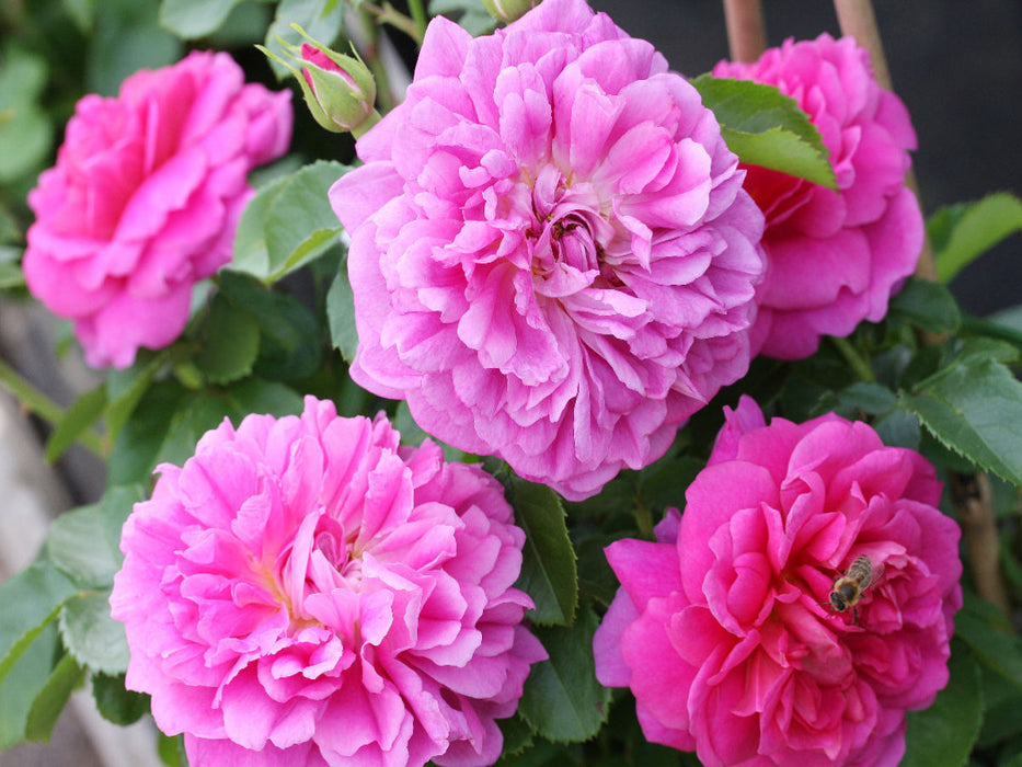 Rose 'Princess Anne' - CALVENDO Foto-Puzzle'