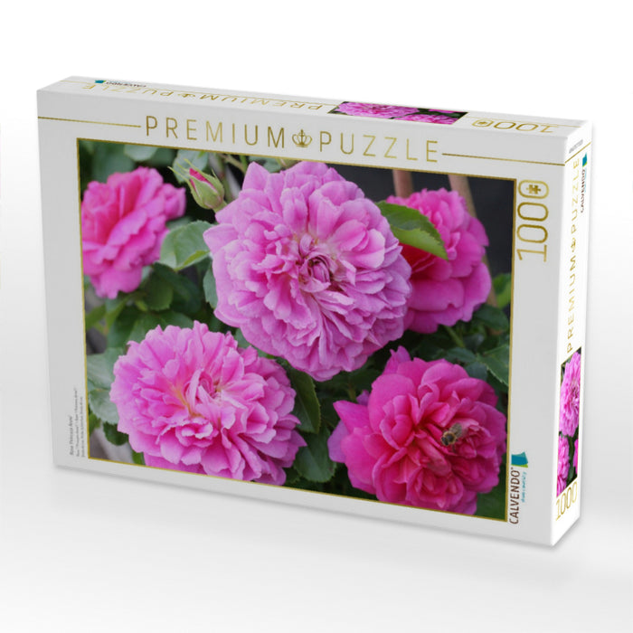 Rose 'Princess Anne' - CALVENDO Foto-Puzzle'