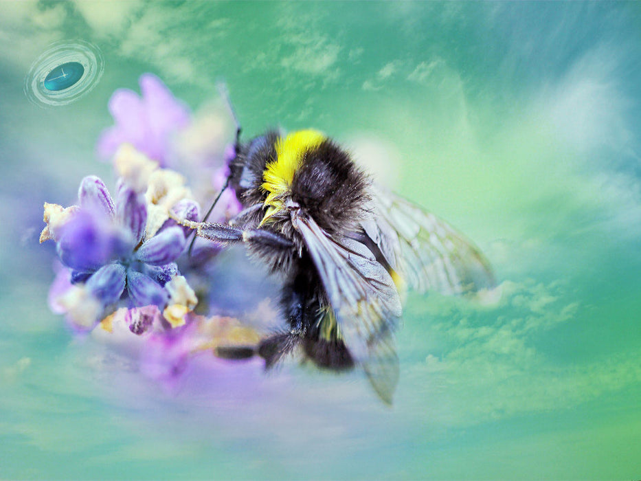 Die kleine Hummel auf Nektarsuche - CALVENDO Foto-Puzzle'