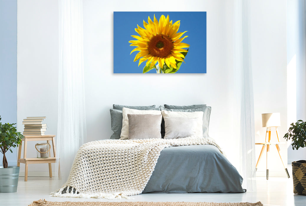 Premium Textil-Leinwand Premium Textil-Leinwand 120 cm x 80 cm quer Sonnenblume vor blauem Himmel