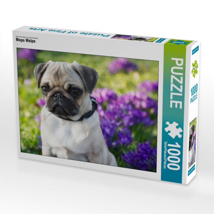 Mops Welpe 1000 Teile Puzzle quer - CALVENDO Foto-Puzzle'