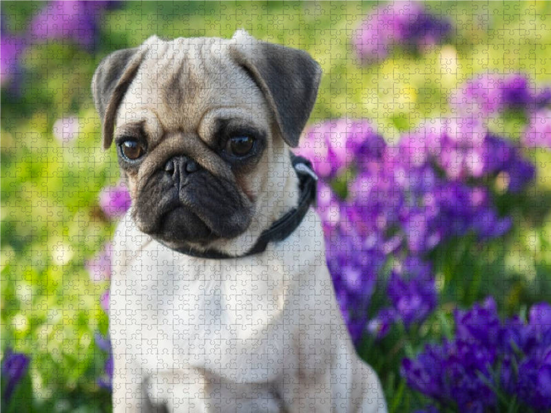 Mops Welpe 1000 Teile Puzzle quer - CALVENDO Foto-Puzzle'