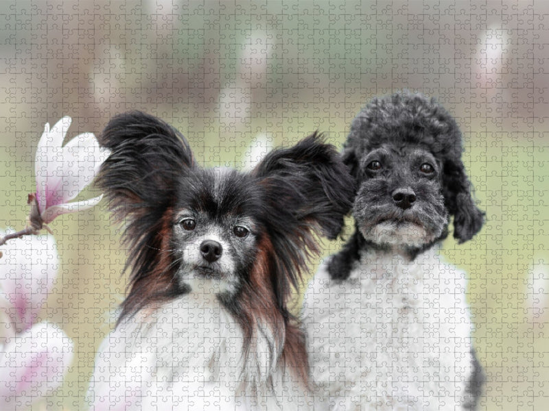 kombinierte Schönheiten - Magnolien und Hunde - CALVENDO Foto-Puzzle'