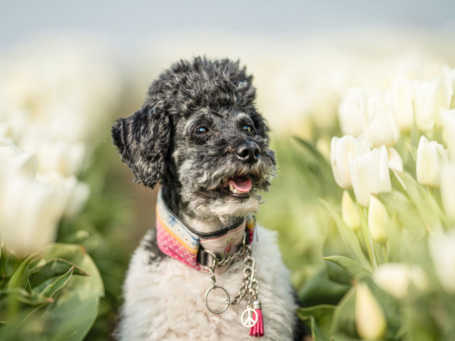 Zwergpudel im Tulpenfeld - CALVENDO Foto-Puzzle'