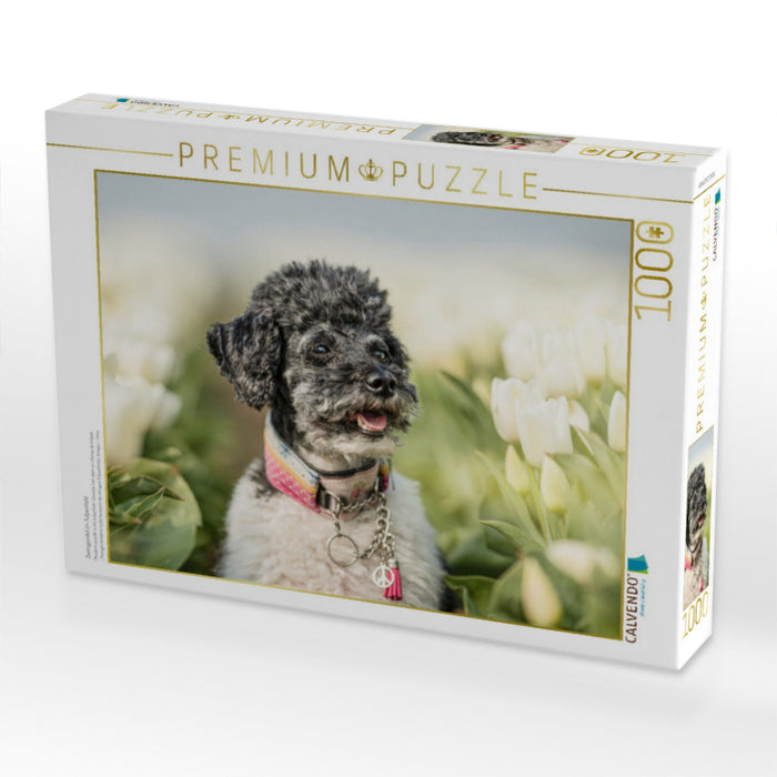 Zwergpudel im Tulpenfeld - CALVENDO Foto-Puzzle'