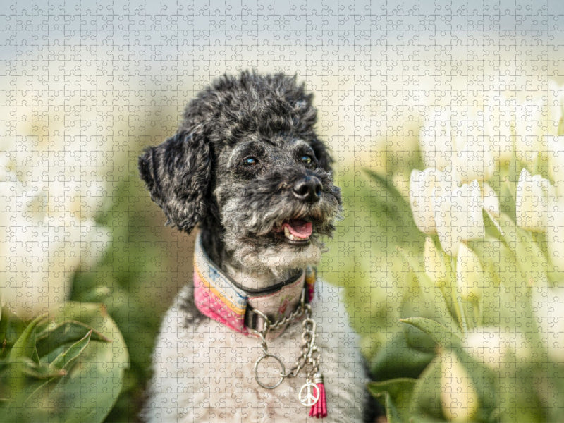 Zwergpudel im Tulpenfeld - CALVENDO Foto-Puzzle'