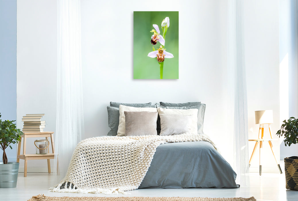 Premium Textil-Leinwand Premium Textil-Leinwand 80 cm x 120 cm  hoch Ophrys apifera - Bienen-Ragwurz