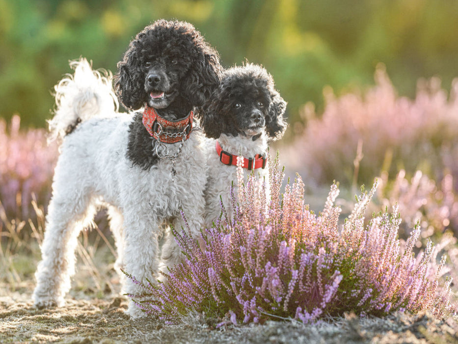Ein Motiv aus dem Kalender Gut geplant - mit Hunden durch´s Jahr - CALVENDO Foto-Puzzle'