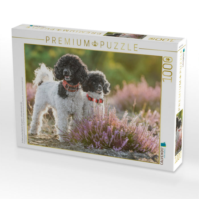 Ein Motiv aus dem Kalender Gut geplant - mit Hunden durch´s Jahr - CALVENDO Foto-Puzzle'