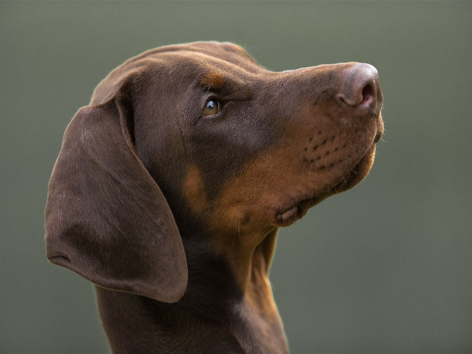 Dobermann im Portrait - CALVENDO Foto-Puzzle'