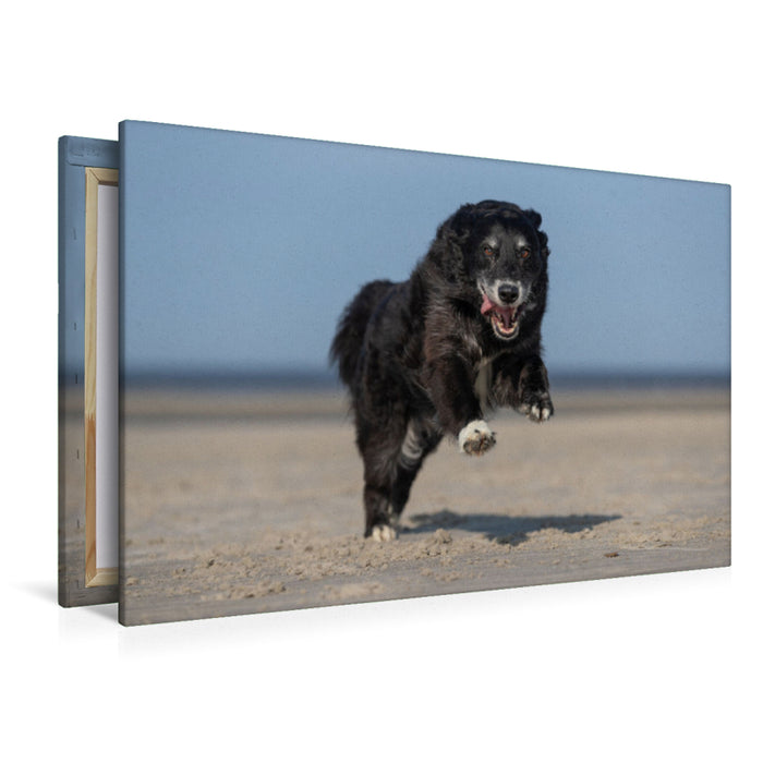 Premium Textil-Leinwand Mischling am Strand
