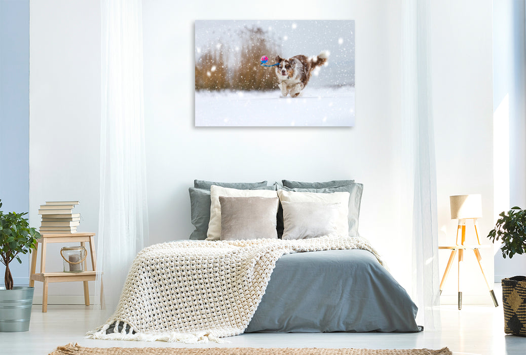 Premium Textil-Leinwand Premium Textil-Leinwand 120 cm x 80 cm quer Australian Shepherd im Schnee