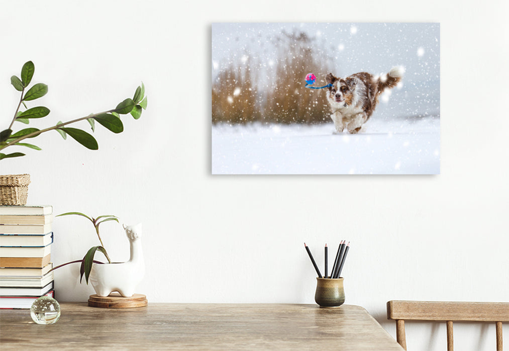 Premium Textil-Leinwand Premium Textil-Leinwand 120 cm x 80 cm quer Australian Shepherd im Schnee