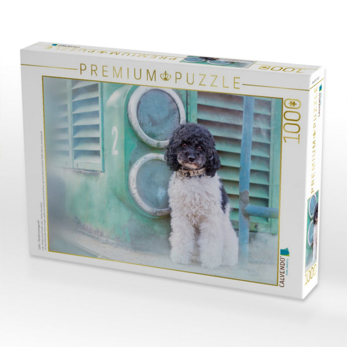 Lotta - Harlekinzwergpudel - CALVENDO Foto-Puzzle'