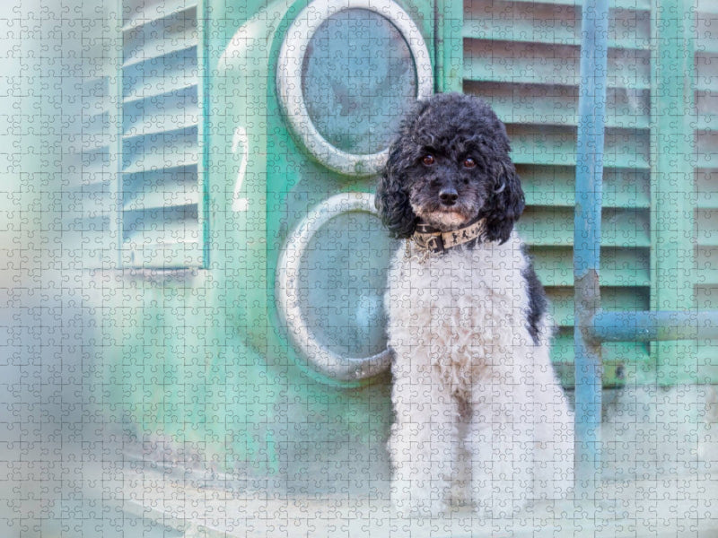 Lotta - Harlekinzwergpudel - CALVENDO Foto-Puzzle'