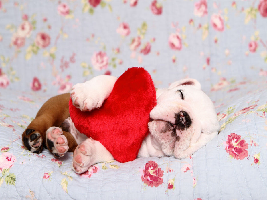 Englische Bulldogge Welpe / English Bulldog Puppy - CALVENDO Foto-Puzzle'