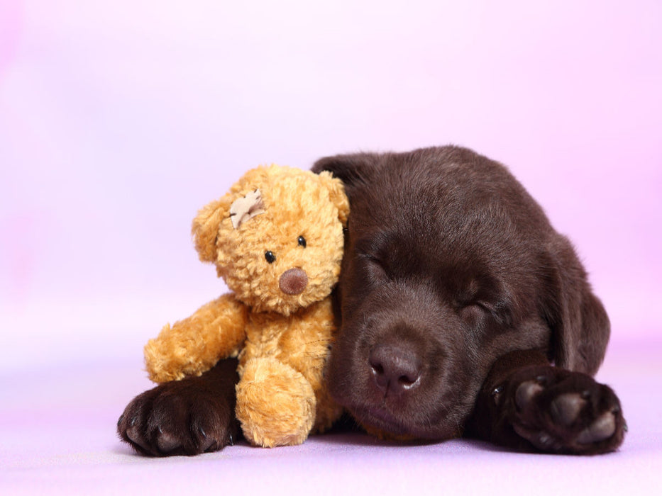 Labrador Retriever Welpe / Labrador Retriever Puppy - CALVENDO Foto-Puzzle'