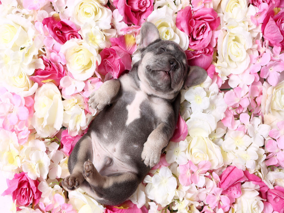 Französische Bulldogge Welpe / French Bulldog Puppy - CALVENDO Foto-Puzzle'
