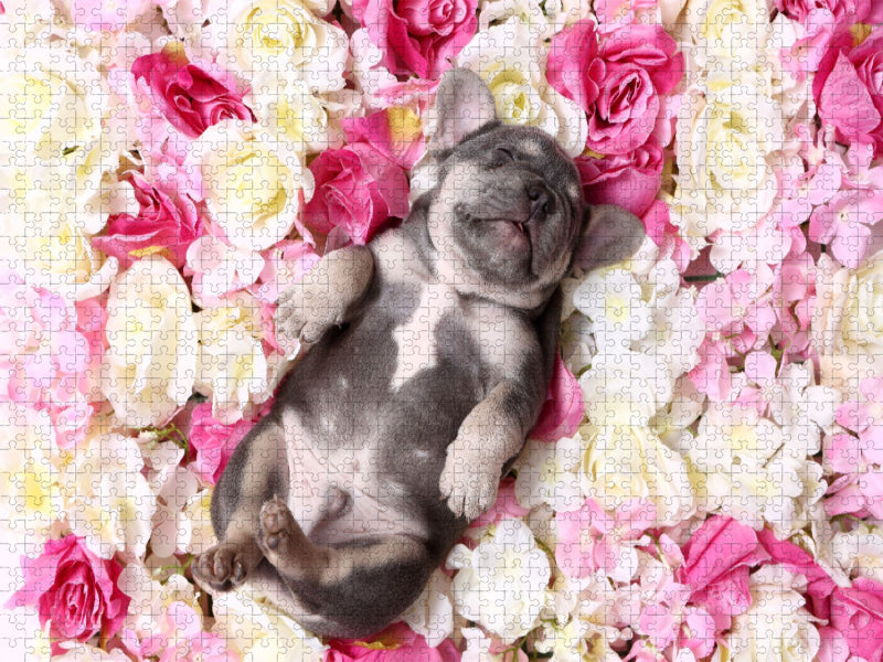 Französische Bulldogge Welpe / French Bulldog Puppy - CALVENDO Foto-Puzzle'