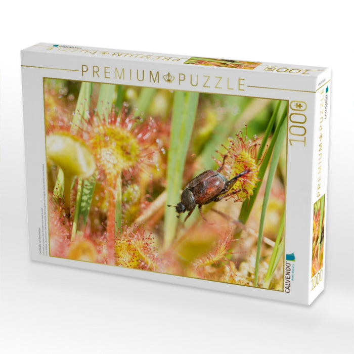 Laubkäfer an Sonnentau - CALVENDO Foto-Puzzle'