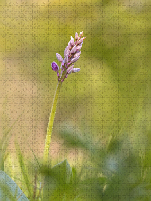 Helm-Knabenkraut - CALVENDO Foto-Puzzle'