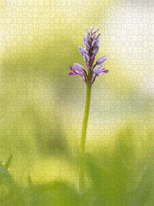 Helm-Knabenkraut - CALVENDO Foto-Puzzle'