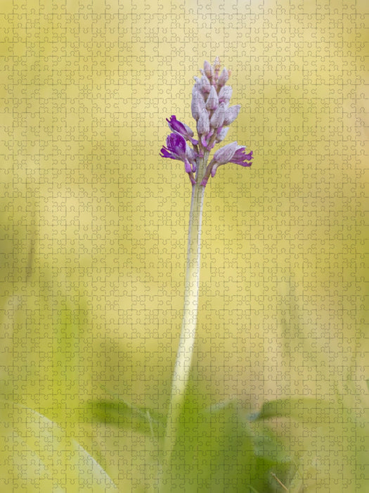 Helm-Knabenkraut - CALVENDO Foto-Puzzle'