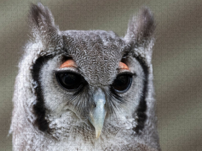 Ein Motiv aus dem Kalender Greifvögel und Eulen - CALVENDO Foto-Puzzle'