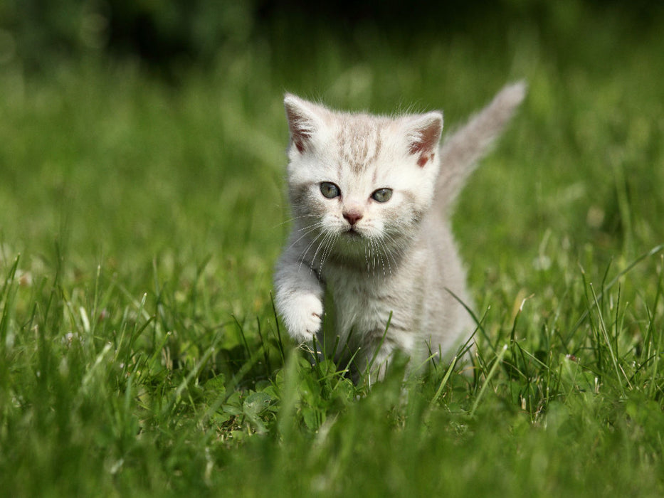 Britisch Kurzhaar Kätzchen / British Shorthair Kitten - CALVENDO Foto-Puzzle'