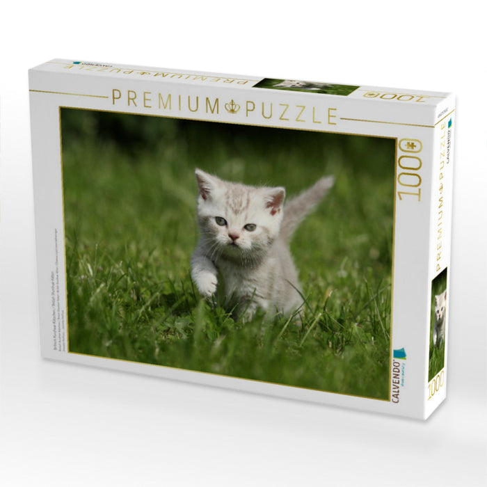 Britisch Kurzhaar Kätzchen / British Shorthair Kitten - CALVENDO Foto-Puzzle'
