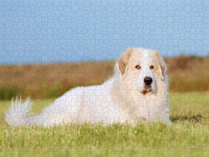 Pyrenäenberghund - CALVENDO Foto-Puzzle'