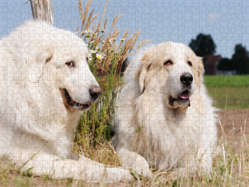 Pyrenäenberghunde - CALVENDO Foto-Puzzle'