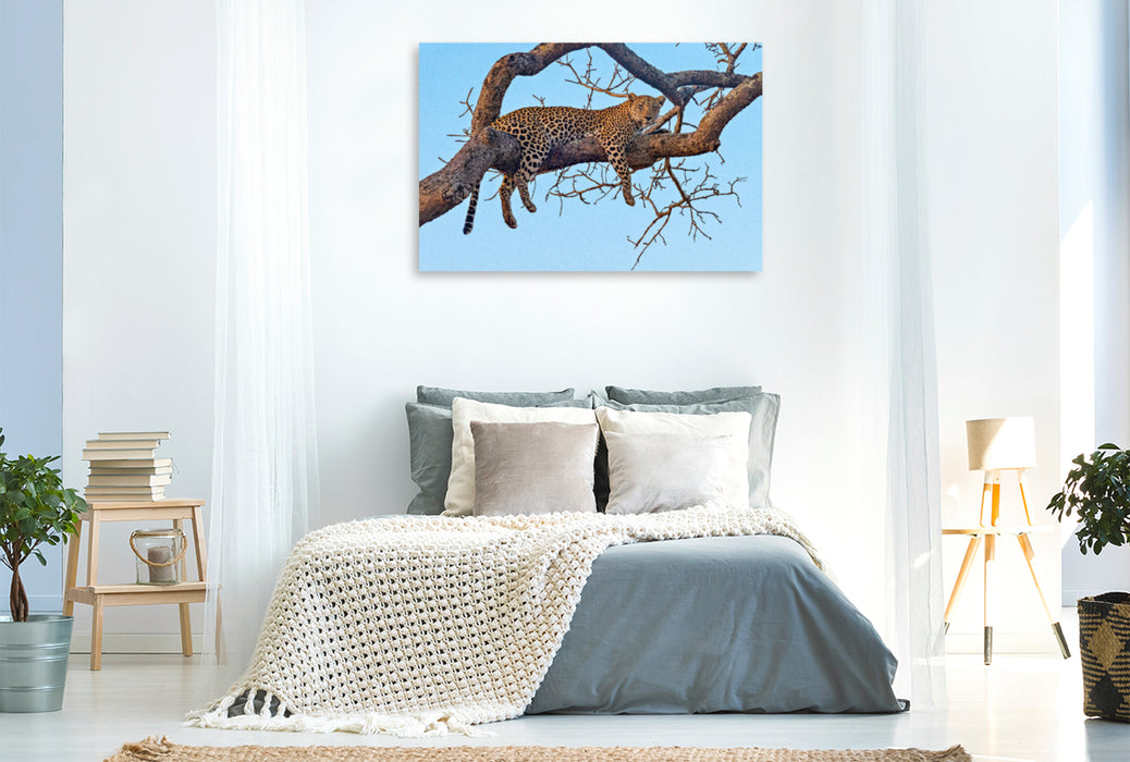 Premium Textil-Leinwand Premium Textil-Leinwand 120 cm x 80 cm quer Wilder Leopard auf Baum