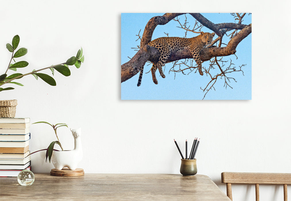 Premium Textil-Leinwand Premium Textil-Leinwand 120 cm x 80 cm quer Wilder Leopard auf Baum