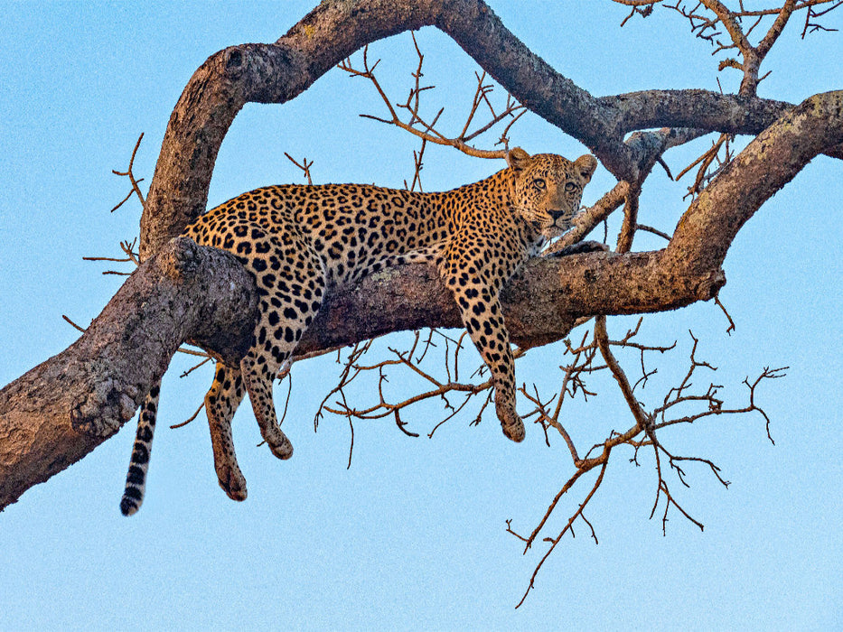 Wilder Leopard auf Baum - CALVENDO Foto-Puzzle'