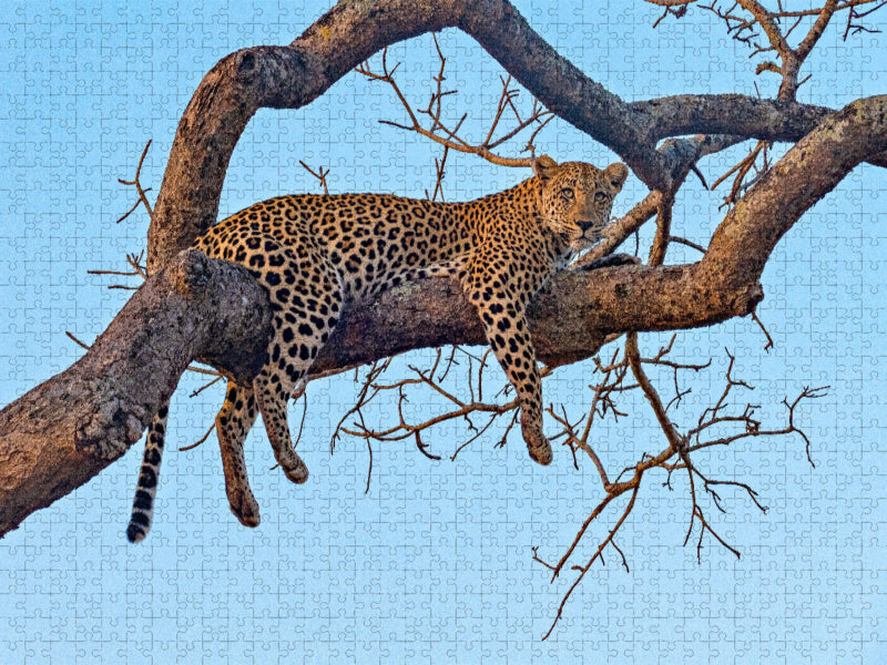 Wilder Leopard auf Baum - CALVENDO Foto-Puzzle'