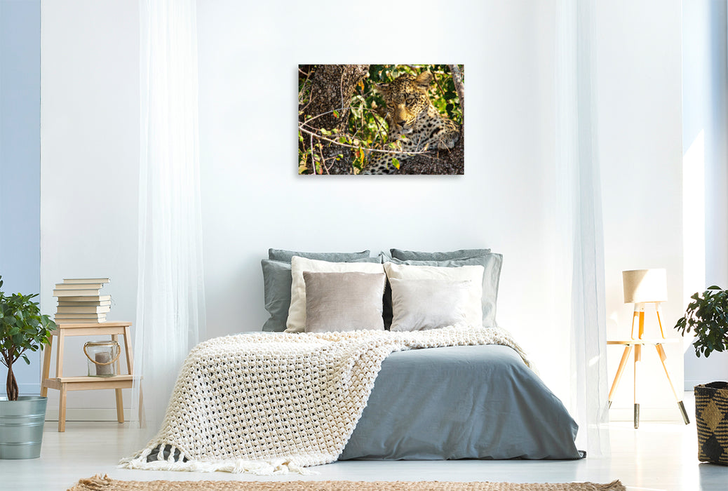 Premium Textil-Leinwand Premium Textil-Leinwand 120 cm x 80 cm quer Wilder Leopard auf Baum