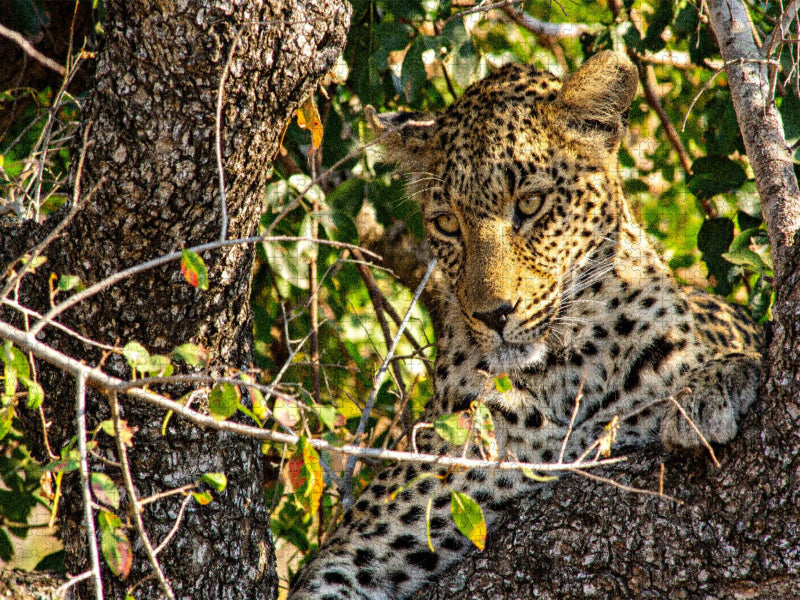 Wilder Leopard auf Baum - CALVENDO Foto-Puzzle'