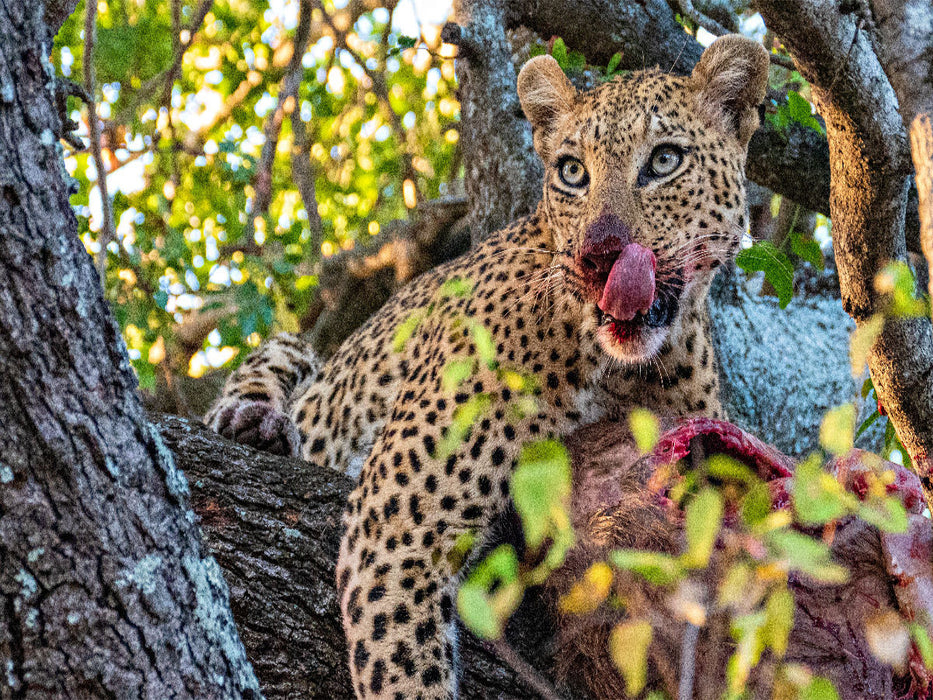 Wilder Leopard auf Baum - CALVENDO Foto-Puzzle'