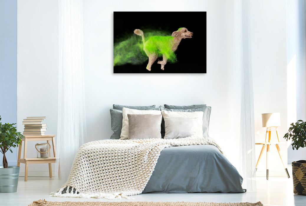 Premium textile canvas Premium textile canvas 120 cm x 80 cm landscape King Poodle with bright green Holi powder 