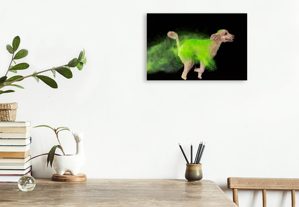 Premium textile canvas Premium textile canvas 120 cm x 80 cm landscape King Poodle with bright green Holi powder 