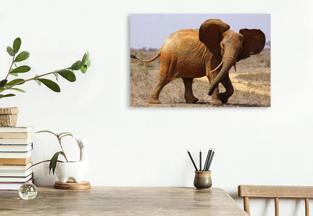 Premium textile canvas Premium textile canvas 120 cm x 80 cm landscape elephant 