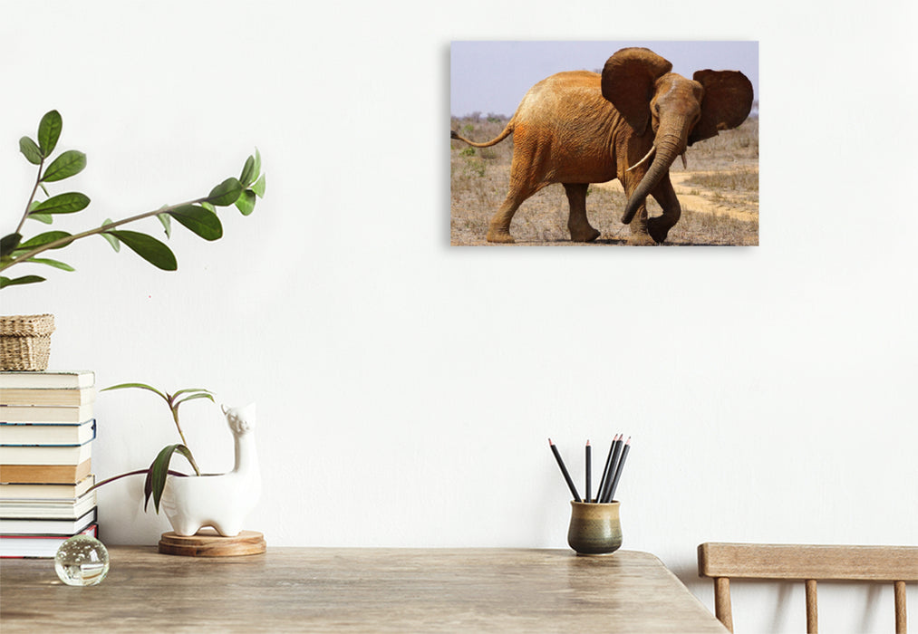 Premium textile canvas Premium textile canvas 120 cm x 80 cm landscape elephant 