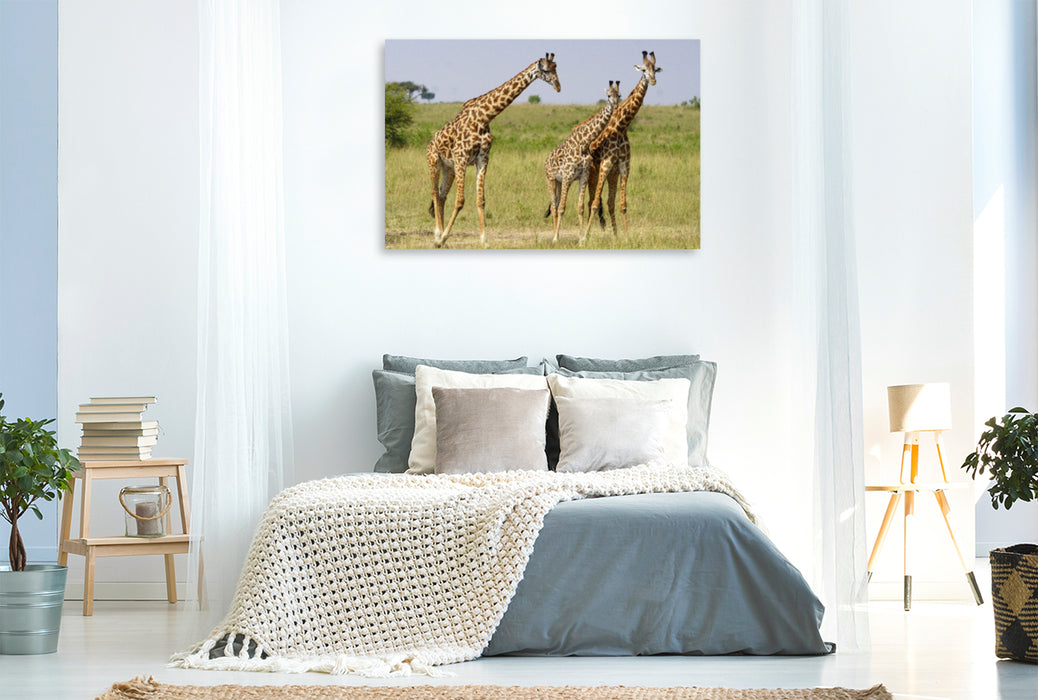 Premium Textil-Leinwand Premium Textil-Leinwand 120 cm x 80 cm quer Giraffen