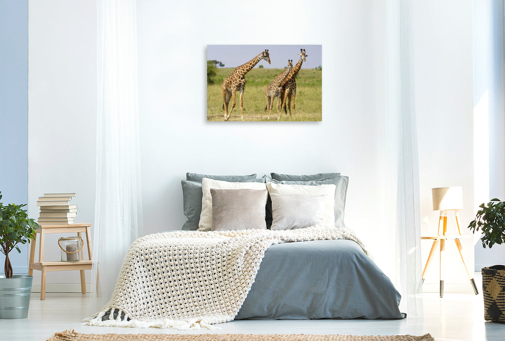 Premium textile canvas Premium textile canvas 120 cm x 80 cm landscape giraffes 