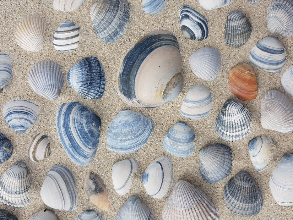 Muscheln - CALVENDO Foto-Puzzle'