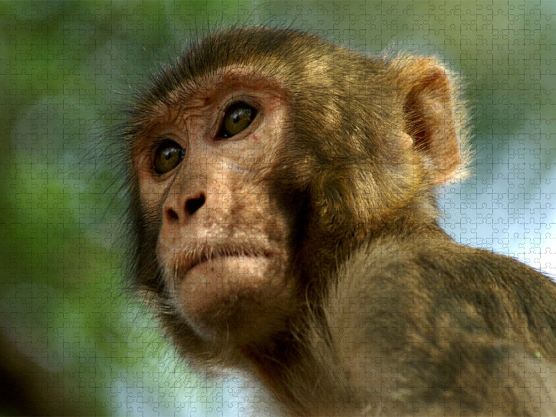Makaken Thailand - CALVENDO Foto-Puzzle'
