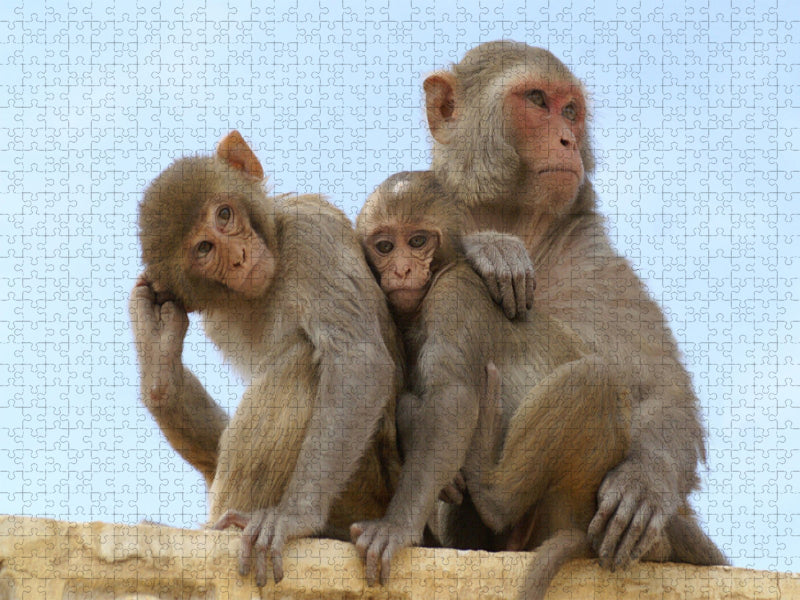 Makaken Indien - CALVENDO Foto-Puzzle'