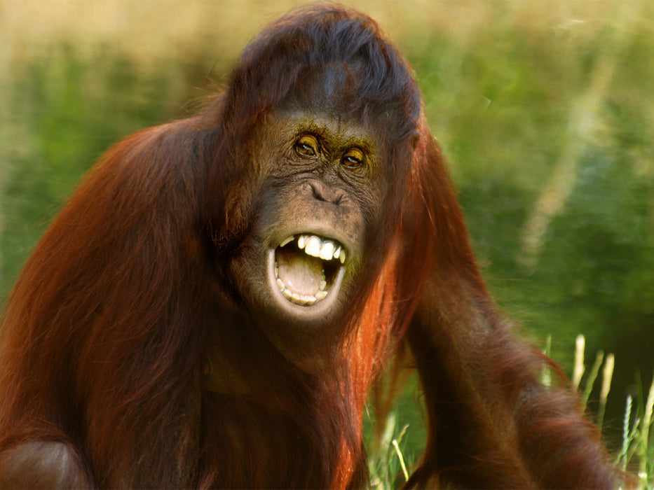 Orang Utan Florida - CALVENDO Foto-Puzzle'