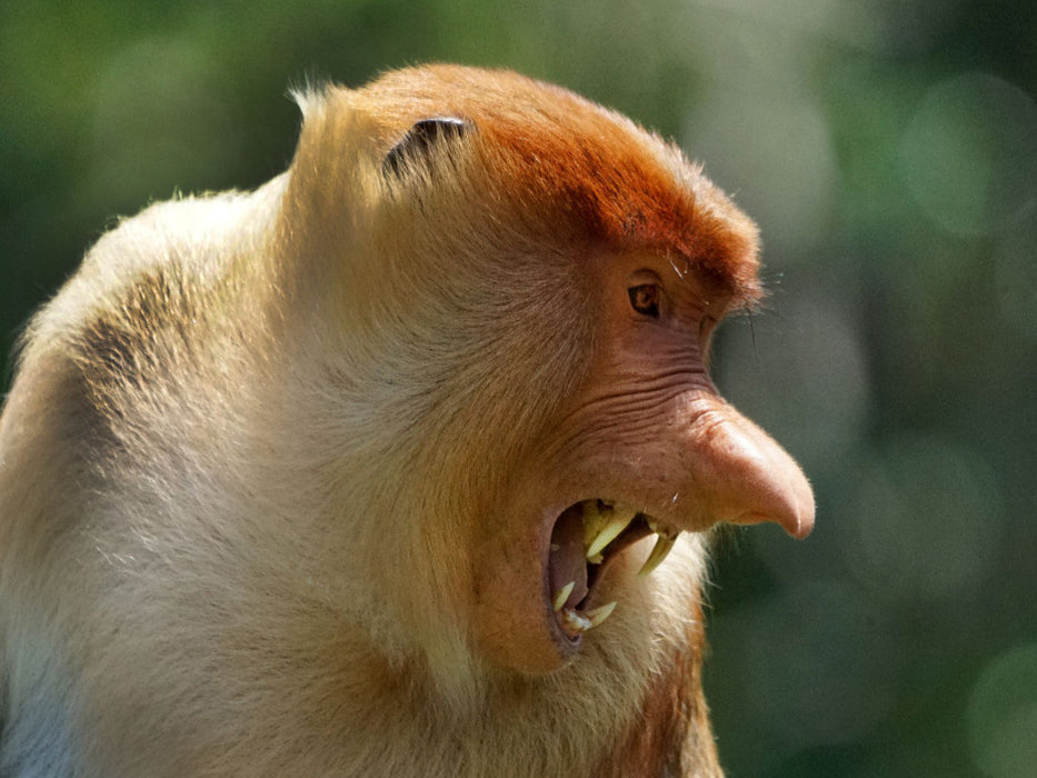 Nasen Affe Borneo - CALVENDO Foto-Puzzle'